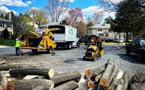 Best Stump Grinding and Removal  in Madison Park, NJ