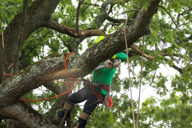 Best Root Management and Removal  in Madison Park, NJ