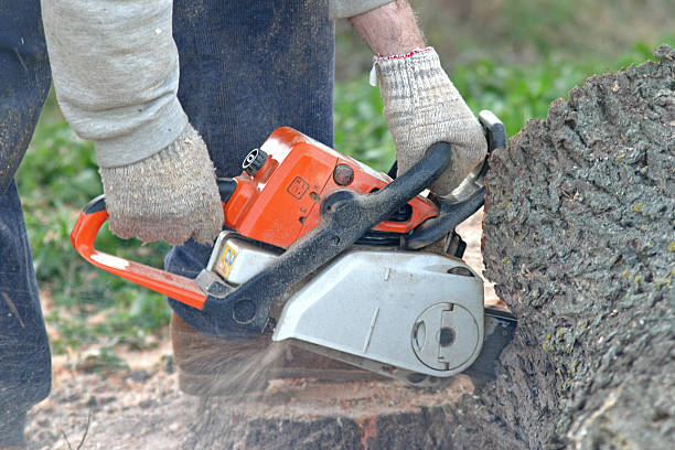 Leaf Removal in Madison Park, NJ