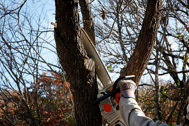 Best Lot and Land Clearing  in Madison Park, NJ