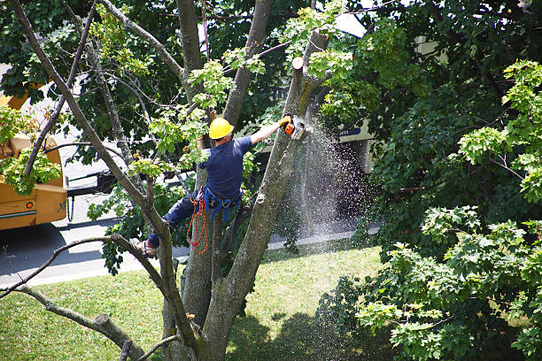 Best Tree Mulching  in Madison Park, NJ