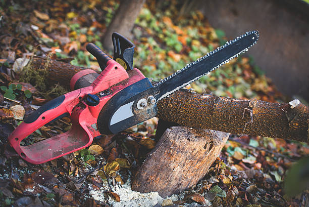 How Our Tree Care Process Works  in  Madison Park, NJ